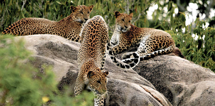Wilpattu National Park, Wildlife Safari
